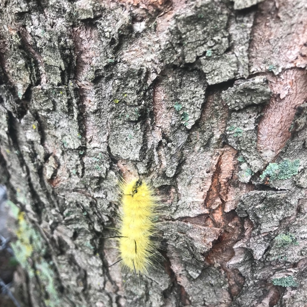 Meet your Posher, Stacey